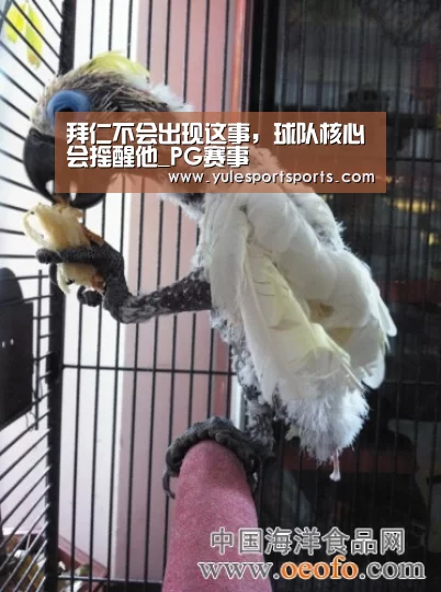 拜仁不会出现这事,球队核心会摇醒他_PG赛事(图4) PG娱乐